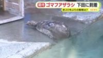 下田海中水族館に新たな仲間！メスのゴマフアザラシ「ココア」新江ノ島水族館から 約20年ぶりの繁殖に期待