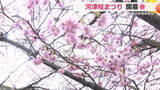 「伊豆に春を告げるイベント・河津桜まつり開幕　見頃は2月中旬か」の画像1