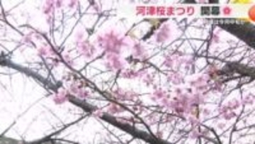 伊豆に春を告げるイベント・河津桜まつり開幕　見頃は2月中旬か