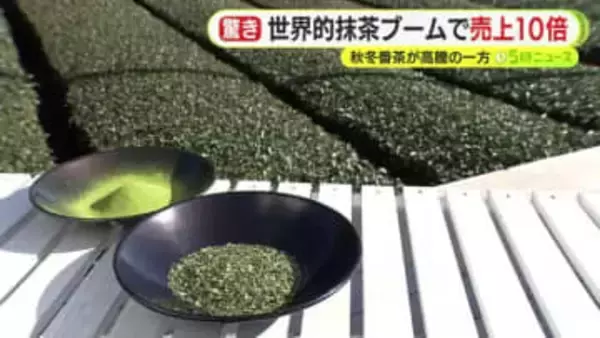“秋冬番茶”異例の値上がり…取引価格は前年比6倍!? 一方で世界的抹茶ブーム　碾茶に切り替える農家も