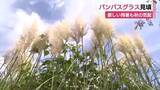 「ススキの仲間・パンパスグラスが見頃　厳しい残暑続くなか秋の気配」の画像1