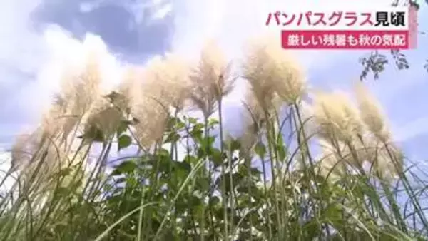 ススキの仲間・パンパスグラスが見頃　厳しい残暑続くなか秋の気配