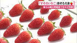 「「3品種を食べ比べて」富士山麓の寒暖差で甘さが特徴“すそのいちご”の目ぞろえ会」の画像1