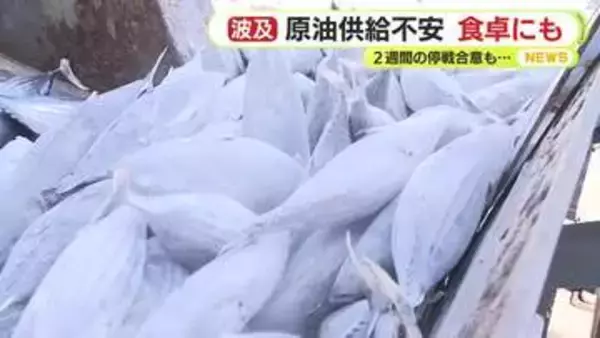 原油の供給不安でカツオに危機　仕入れ価格が1kgあたり200円～500円ほど値上がり　食卓にも影響