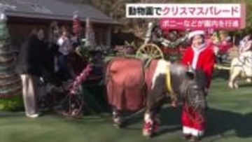 ミニチュアホースやポニーがクリスマスパレード　記念撮影会も