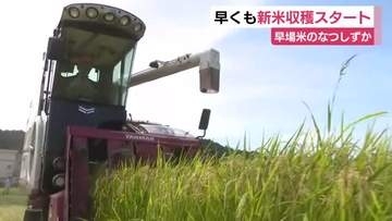 早くも新米収穫スタート　静岡県内JAトップ　静岡生まれの早場米「なつしずか」きれいなコメが順調に生育