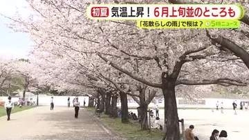 花散らしの雨にも負けず桜は見頃を保つ　「まだきれいに咲いていて子供も喜んでいてうれしい」　ほとんどの地点で5月上旬～6月上旬並みの初夏の陽気