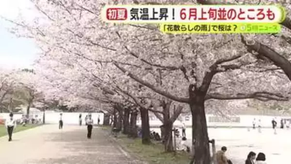 花散らしの雨にも負けず桜は見頃を保つ　「まだきれいに咲いていて子供も喜んでいてうれしい」　ほとんどの地点で5月上旬～6月上旬並みの初夏の陽気