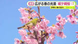 「伊東に春の訪れ　大島桜と緋寒桜が自然交配した「城ケ崎桜」が満開」の画像1