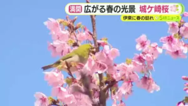 伊東に春の訪れ　大島桜と緋寒桜が自然交配した「城ケ崎桜」が満開