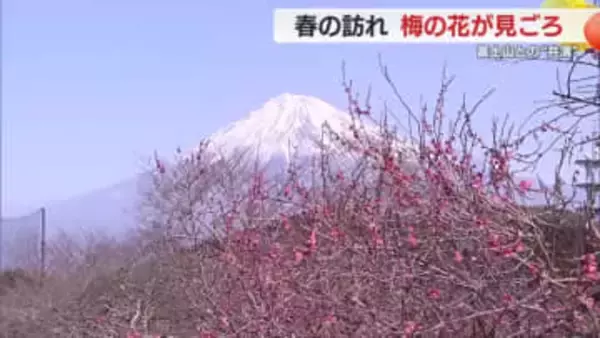 春の訪れ　見頃を迎えた紅白の梅の花と富士山との“共演”で人気スポットに