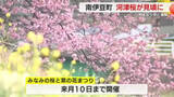 「一足早く…　南伊豆町で河津桜が“満開”　例年よりも早く８００本の桜が見頃に　菜の花畑では“菜の花ドア”から記念撮影」の画像1