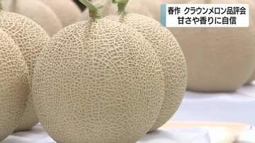 高品質なクラウンメロン並ぶ　天候良く甘さや香りに自信　日本平ホテルで特別に提供へ