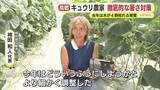 「キュウリ農家　徹底的な暑さ対策　去年は木が4割枯れる被害　今夏も40℃超の酷暑　生産者「データ元に水や肥料を調整」　ていねいな作業が実りを支える」の画像1