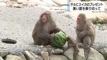 ニホンザルにスイカのプレゼント　最初に食べたのは2番目のボス　おいしいスイカで暑い夏を乗り切って