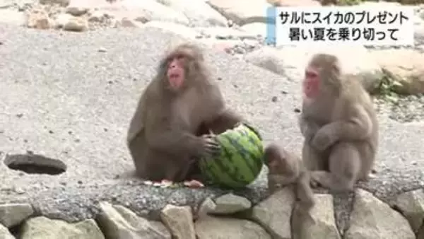 ニホンザルにスイカのプレゼント　最初に食べたのは2番目のボス　おいしいスイカで暑い夏を乗り切って