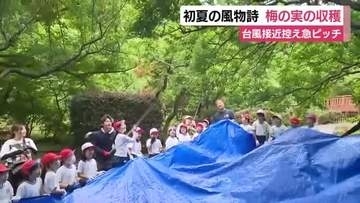 台風6号の接近を控え急ピッチ　初夏の風物詩　梅の実の収穫　「台風が来たら全部落ちてしまう」　作業を1日前倒しで始める