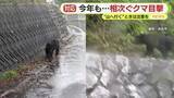 「「イノシシじゃない…クマだよ！」　今年も相次ぐ目撃情報　「もう少しすると子グマが親離れする時期」　撃退スプレーは入荷待ち　低い山でも注意を」の画像1