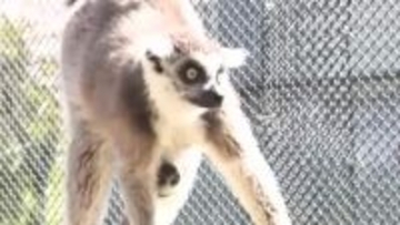 ワオキツネザルの赤ちゃん誕生　伊豆アニマルキングダムで初めて繁殖に成功