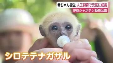 シロテテナガザルとビントロングの赤ちゃん誕生　人工哺育でスクスク元気に成長　伊豆シャボテン動物公園