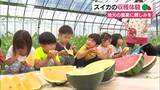 「自分たちで植えつけたスイカがこんなに大きく！子供達が収穫体験　地元の農業に親しみを」の画像1