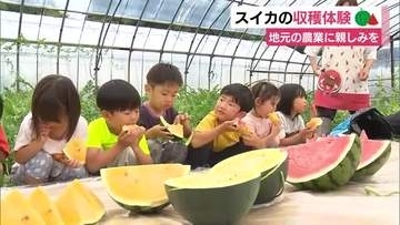 自分たちで植えつけたスイカがこんなに大きく！子供達が収穫体験　地元の農業に親しみを