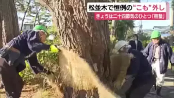 二十四節気のひとつ「啓蟄」に合わせて恒例の”こも”外し　箱根の入り口にあたる松並木