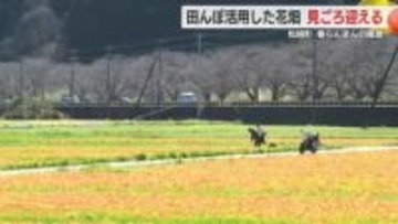 田んぼ活用した花畑　春らんまんの風景が広がり観光客を魅了　松崎町の春の風物詩