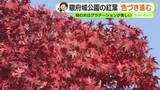「駿府城公園の木々も色づき進む　3連休は絶好の紅葉狩り日和に【静岡・ただいま天気　11/20】」の画像1