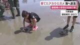 「小学生が育てたアカウミガメ海へ放流　45年以上続く小学校の伝統　静岡・御前崎市」の画像1