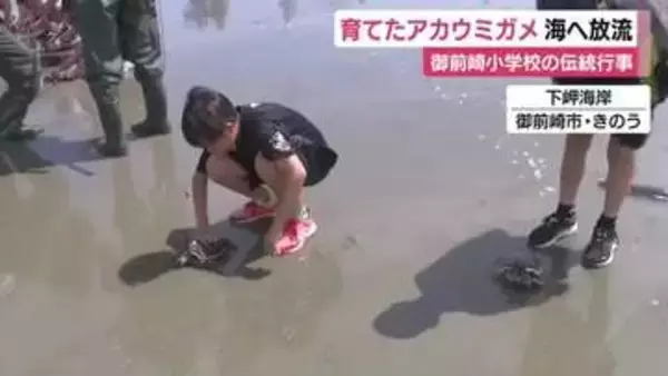 小学生が育てたアカウミガメ海へ放流　45年以上続く小学校の伝統　静岡・御前崎市