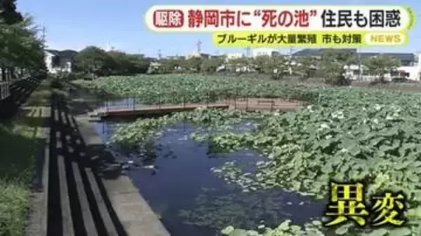 「生き物がいなくなり“死の池”のよう」 池に外来種が大量繁殖「釣ってもほぼ100％外来種」フナ・コイ・エビも姿を消す　駆除のための釣りは“入れ食い状態”　「回収いけす」登場で駆除加速