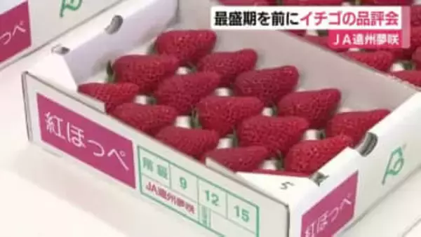 粒が大きく甘みもある質の良い仕上がりに　掛川市でイチゴの品評会　出荷が最盛期を迎えるのを前に　静岡