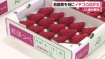 粒が大きく甘みもある質の良い仕上がりに　掛川市でイチゴの品評会　出荷が最盛期を迎えるのを前に　静岡