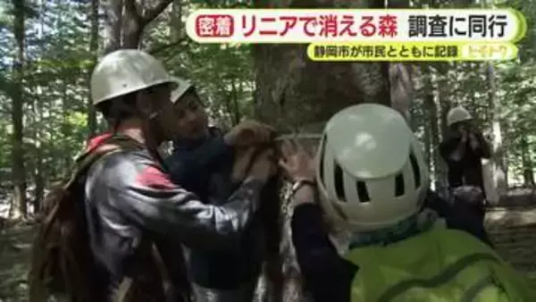 リニア工事で“消える巨木の森”　東京ドーム3杯分の土砂で埋め立てられる森　静岡市が市民とともにその姿を記録　「自分たちの手で新たな森を」