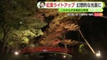 森町・小國神社も紅葉見頃に　ライトアップで幻想的な光景に　【静岡・ただいま天気　11/27】