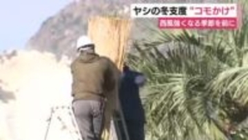 西風強くなる季節を前にヤシの冬支度“コモかけ”　寒さと潮風による塩害から守るため