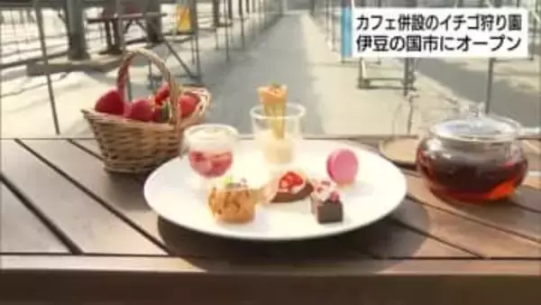 カフェ併設のイチゴ狩り園がオープン　「観光で高付加価値な体験として農作物を生かす」