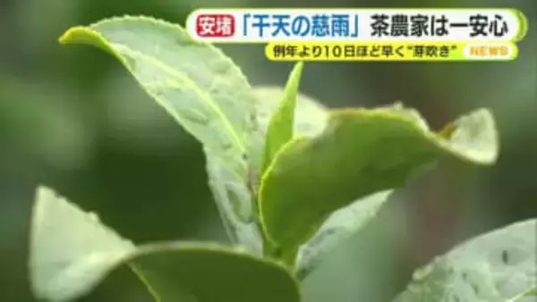 24時間降水量が55ミリを超えたのは4カ月ぶり　「干天の慈雨」茶農家は一安心　例年より10日ほど早く“芽吹き”　「おいしいと言ってもらえる新茶を出せれば」