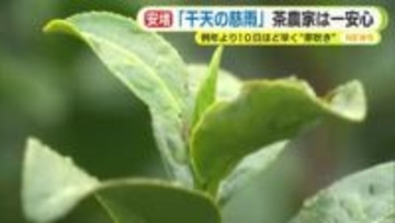 24時間降水量が55ミリを超えたのは4カ月ぶり　「干天の慈雨」茶農家は一安心　例年より10日ほど早く“芽吹き”　「おいしいと言ってもらえる新茶を出せれば」