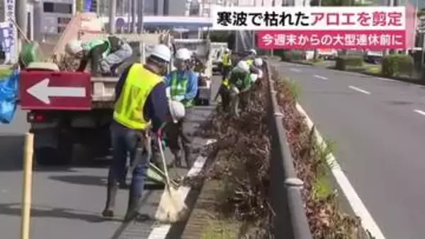 「気持ちよく走って良い思い出に」大型連休を前に寒波で枯れた国道のアロエを剪定