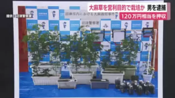 営利目的で大麻草を栽培か…自宅から120万円相当を押収　43歳男を再逮捕　営利目的を否認
