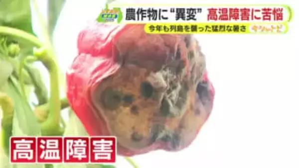 みかんの日焼けに”救世主”　今年も列島を襲った猛烈な暑さ　人間だけでなく動物もぐったり　農作物は高温障害で農家苦悩【しずおか総決算2025】
