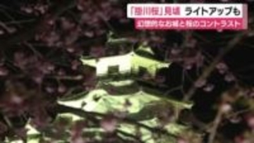 幻想的な城と桜のコントラスト　掛川桜が見頃　ライトアップも