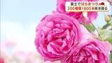 「「花のように心がウキウキ」赤やピンクに黄色　色とりどりのバラ咲き誇る　富士市で「ばらまつり」開催」の画像1