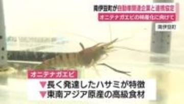 オニテナガエビの特産化を目指し　陸上養殖に取り組む企業と連携協定を締結