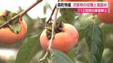 「112回目の皇室献上　森町で特産・次郎柿の収穫と箱詰め　明治天皇がお気に召されたことをきっかけに」の画像1