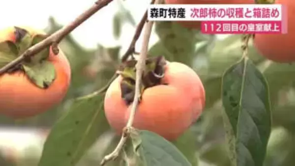 112回目の皇室献上　森町で特産・次郎柿の収穫と箱詰め　明治天皇がお気に召されたことをきっかけに