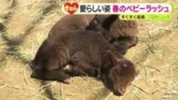 動物公園で春のベビーラッシュ　ベネットワラビーにクロカンガルー　さらにマンクス・ロフタン　愛らしい姿にきゅん