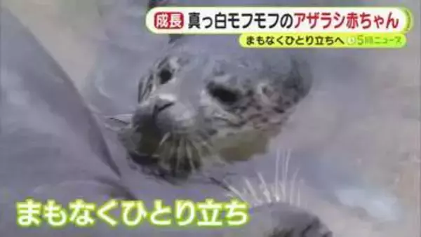 真っ白でモフモフなアザラシ赤ちゃん…3週間あまり経ったいま“激変”　まもなくひとり立ちへ